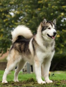 Alaskan Malamute