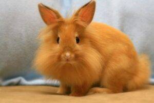 Lionhead Rabbit