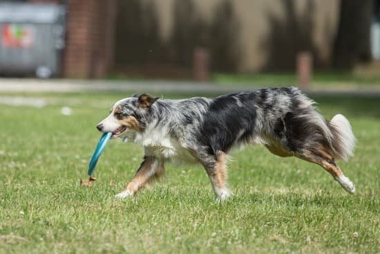 Dog Training Collars