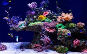 Saltwater Aquarium Fish