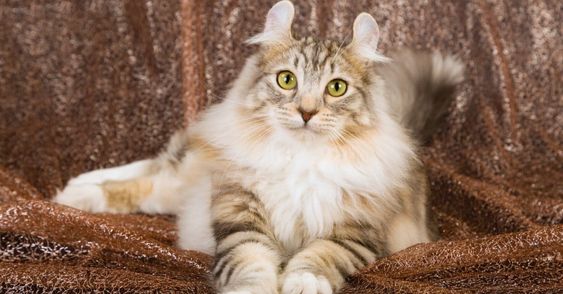 Most Expensive Cat Breeds